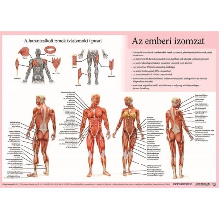 Podložka na stôl, A3, STIEFEL "Az emberi vázizomzat/érzékszervek - Svaly tela/ Zmyslové orgány " - výrobok v MJ