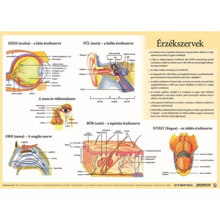 Podložka na stôl, A3, STIEFEL "Az emberi vázizomzat/érzékszervek - Svaly tela/ Zmyslové orgány " - výrobok v MJ