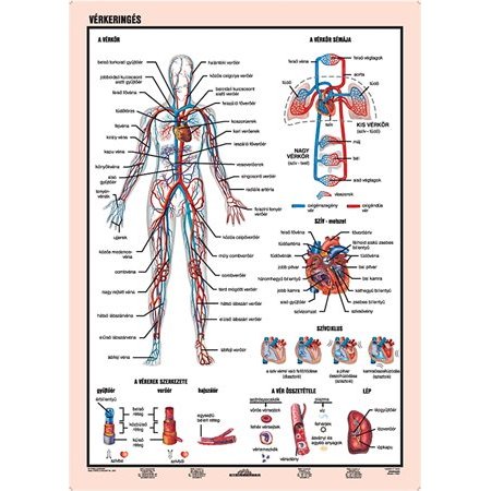 Učebná pomôcka, A4,  STIEFEL "Vérkeringés - Krvný obeh" - výrobok v MJ