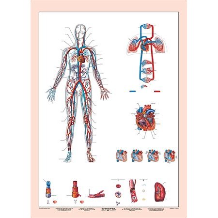 Učebná pomôcka, A4,  STIEFEL "Vérkeringés - Krvný obeh" - výrobok v MJ