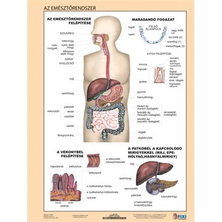 Učebná pomôcka, A4,  STIEFEL "Az emésztőrendszer - Tráviaci systém" - výrobok v MJ