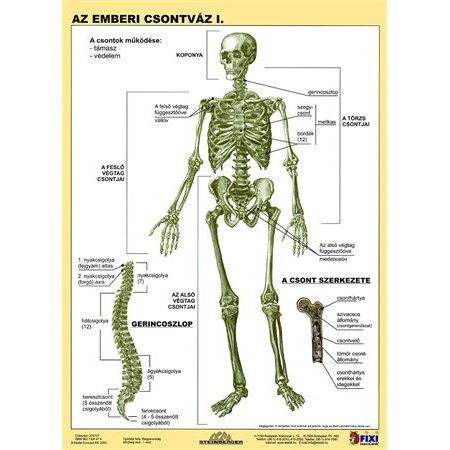 Učebná pomôcka, A4, STIEFEL "Az emberi csontváz - Kostra človeka" - výrobok v MJ
