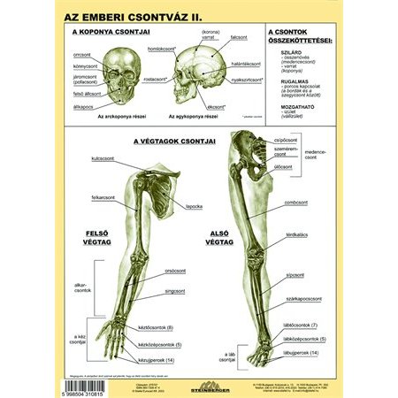 Učebná pomôcka, A4, STIEFEL "Az emberi csontváz - Kostra človeka" - výrobok v MJ